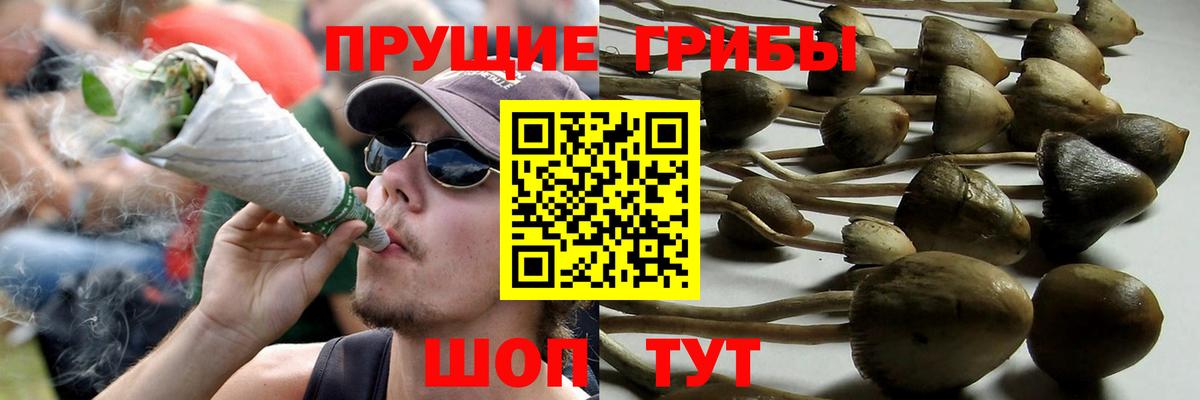Галлюциногенные грибы Psilocybe Хабаровск